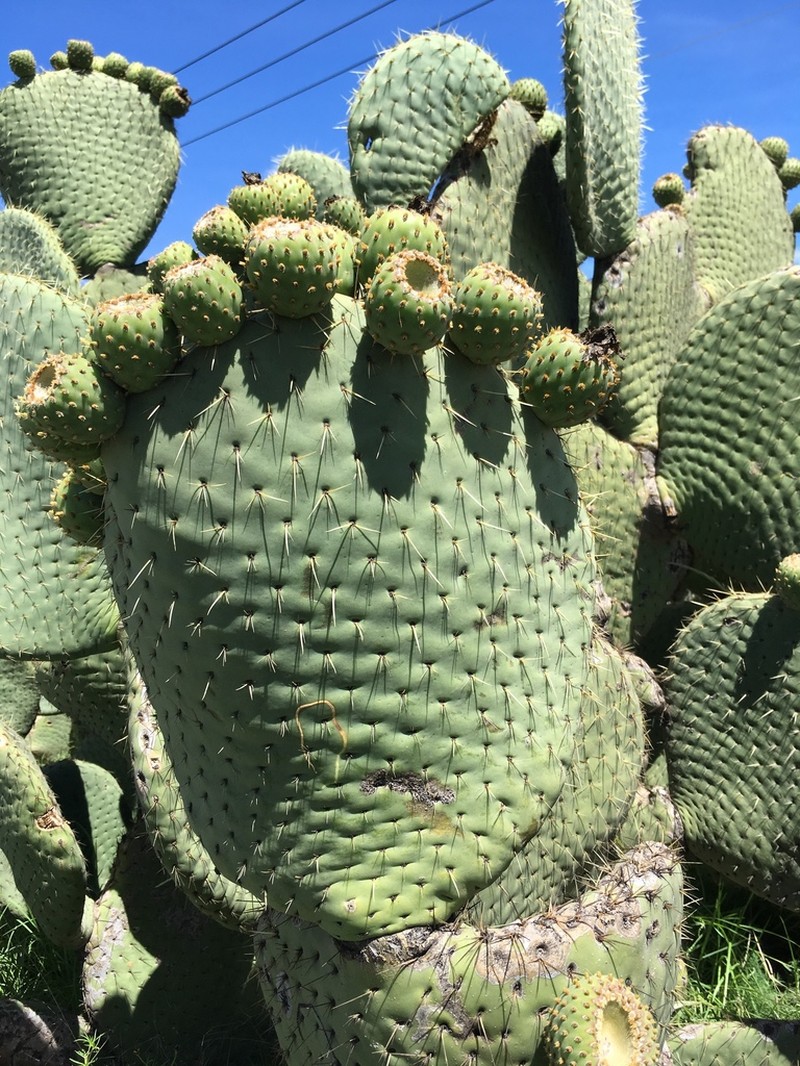Opuntia spinulifera photo 7