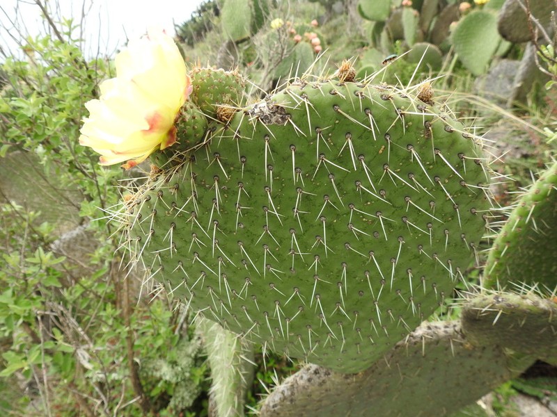 Opuntia spinulifera photo 8