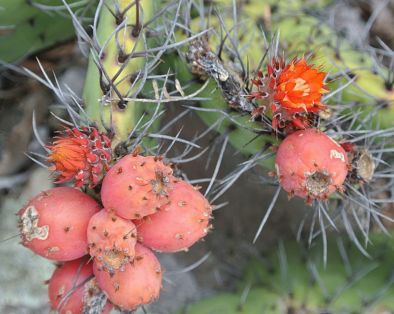 Opuntia riviereana
