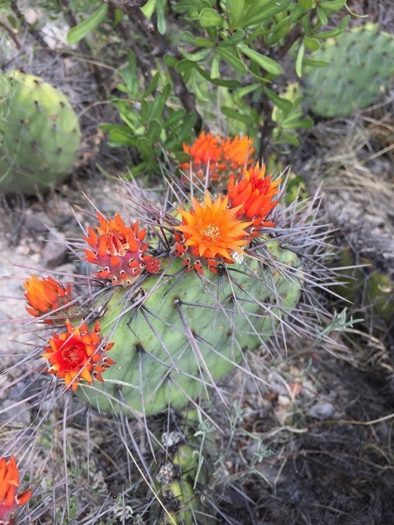 Opuntia riviereana photo 2