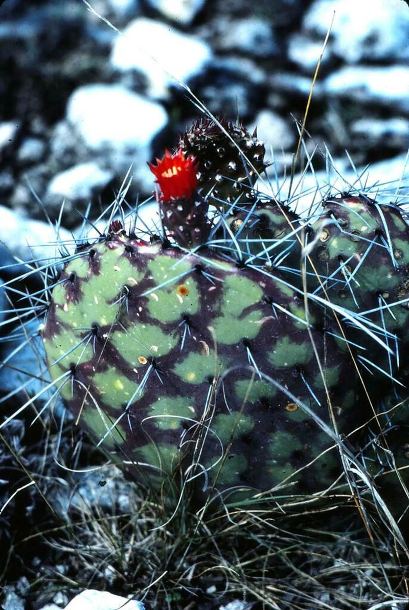 Opuntia riviereana photo 3
