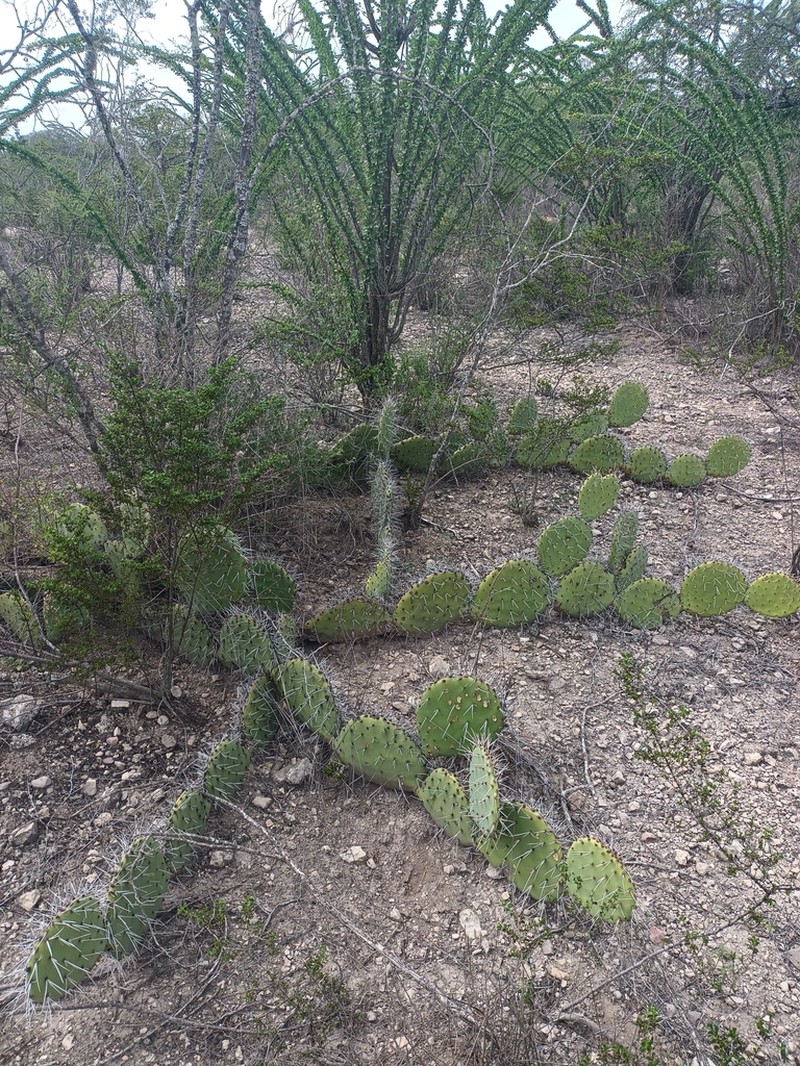 Opuntia riviereana photo 4
