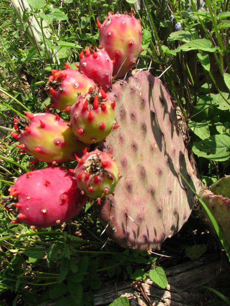 Opuntia riviereana photo 5