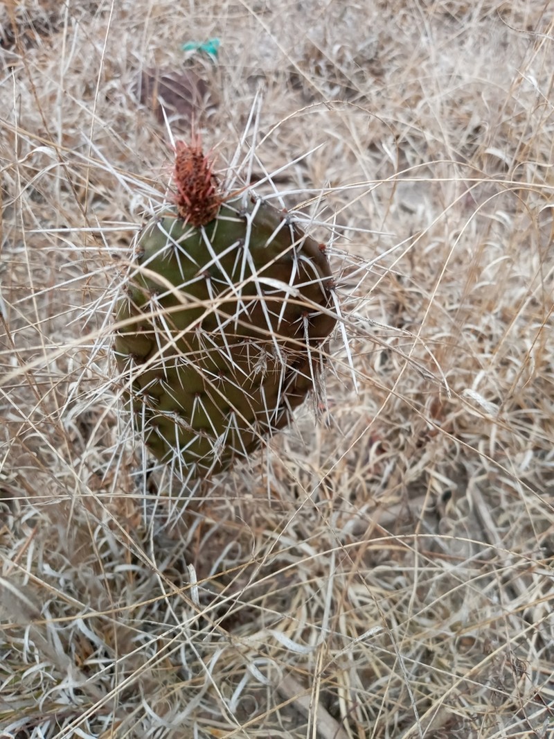 Opuntia riviereana photo 6