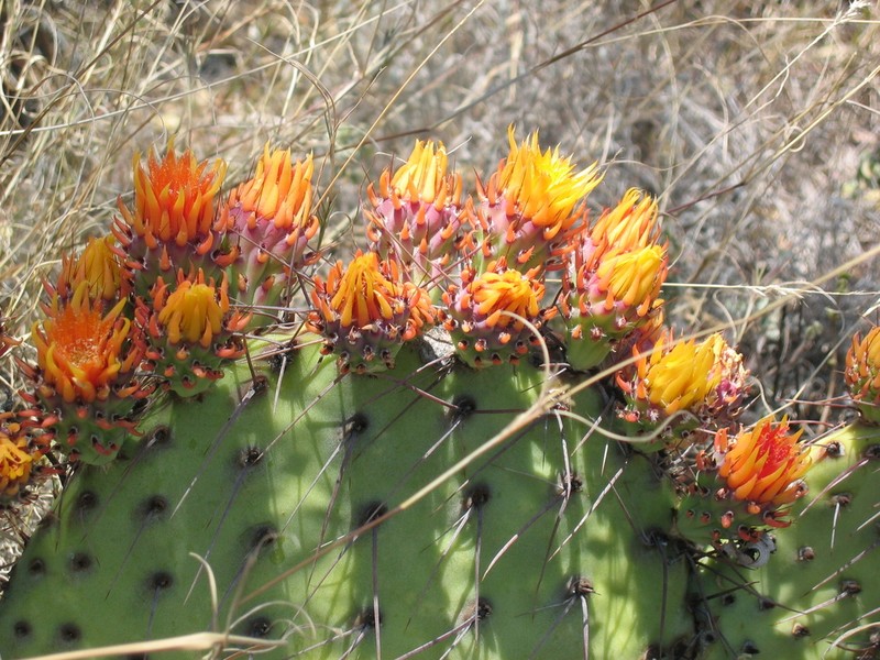 Opuntia riviereana photo 7