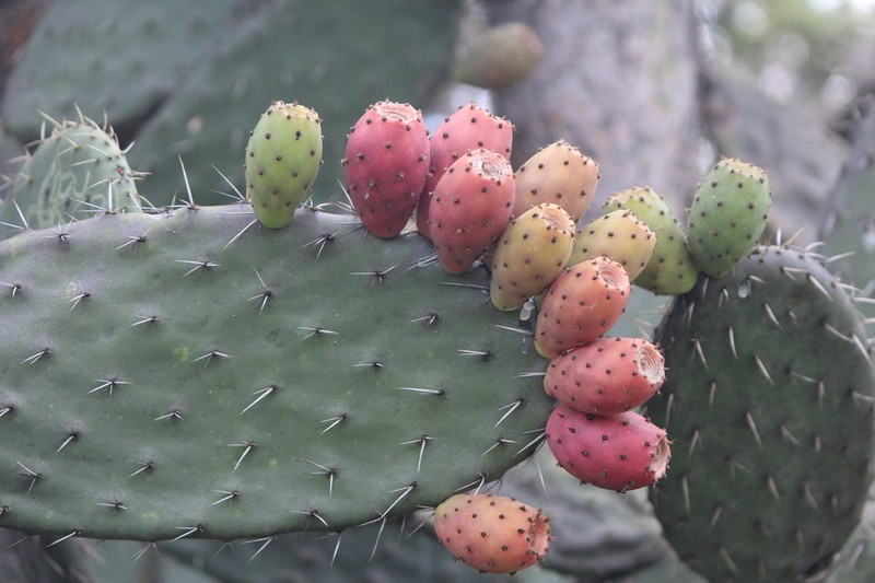Opuntia streptacantha