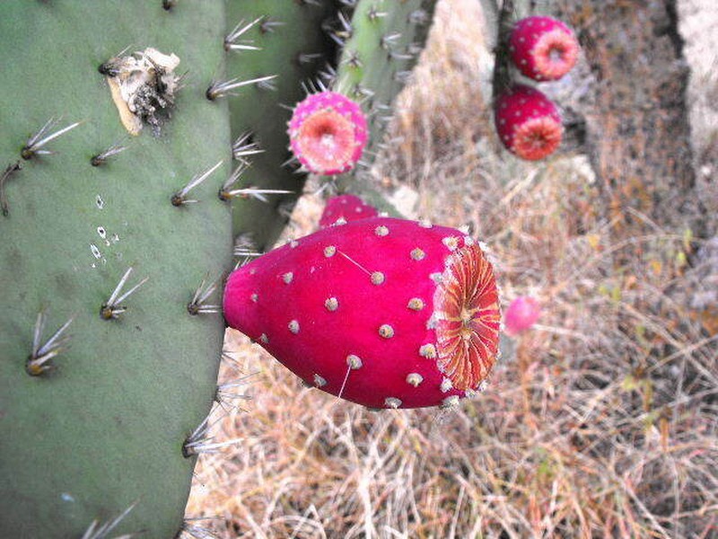 Opuntia streptacantha photo 2