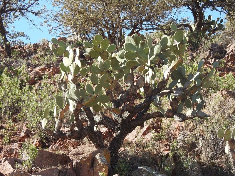 Opuntia streptacantha photo 3