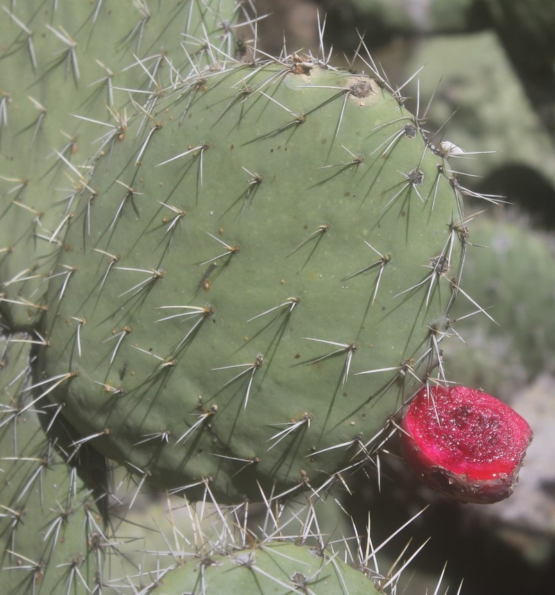 Opuntia streptacantha photo 4