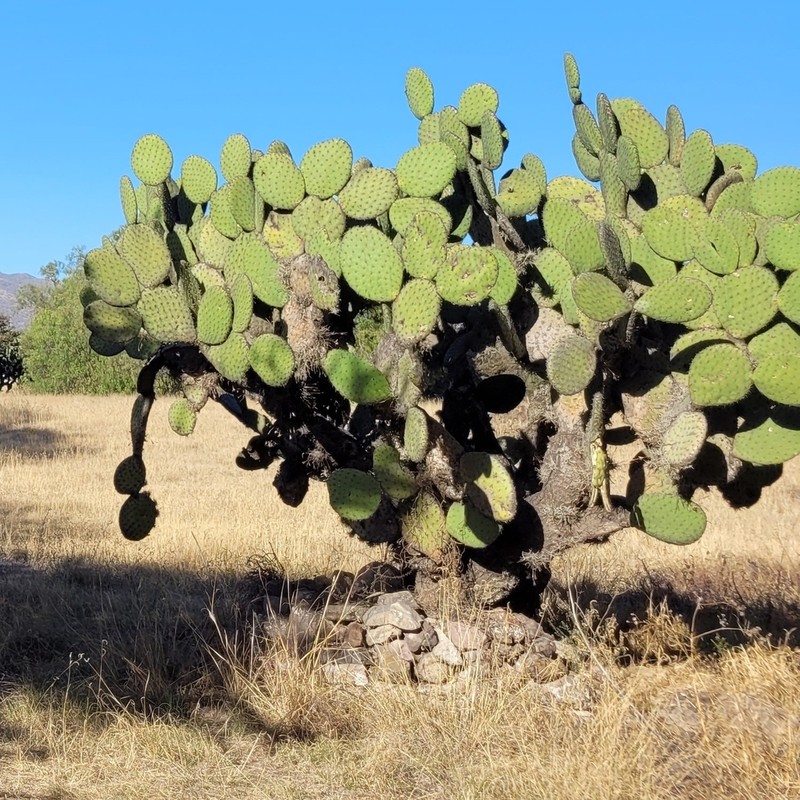 Opuntia streptacantha photo 5