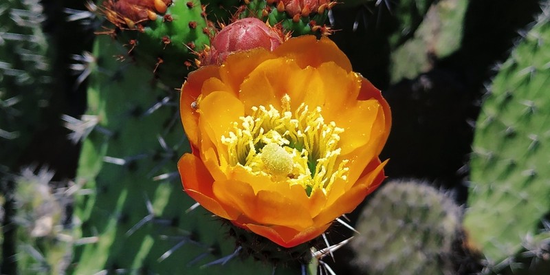 Opuntia streptacantha photo 6