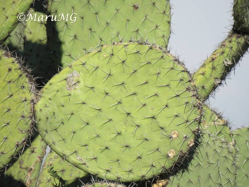 Opuntia streptacantha photo 7