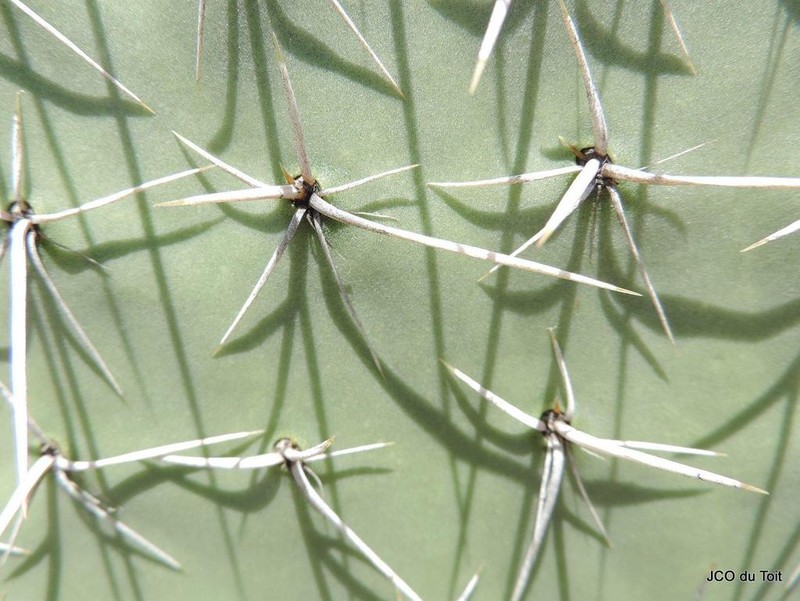 Opuntia streptacantha photo 8