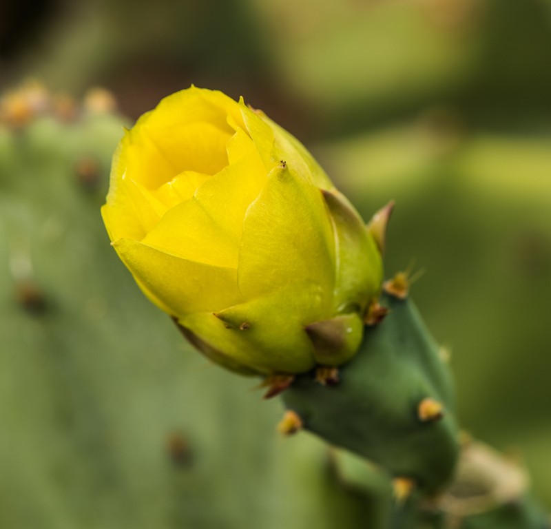 Erect Pricklypear photo 4
