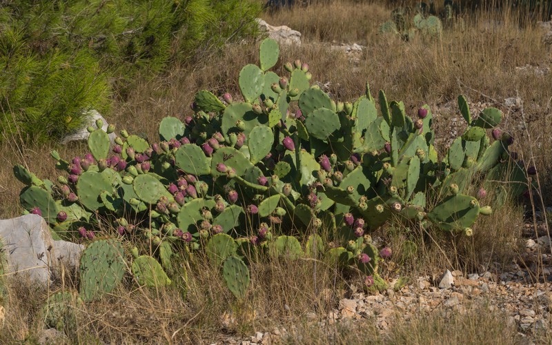 Erect Pricklypear