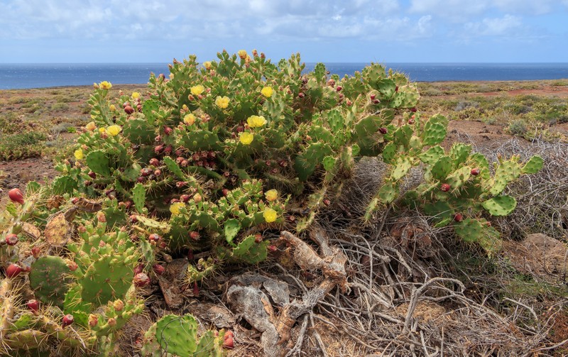 Erect Pricklypear photo 2
