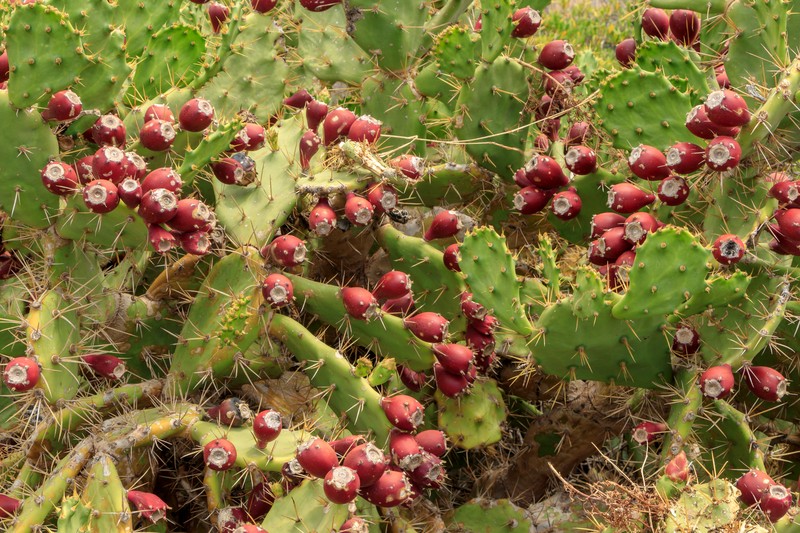Erect Pricklypear photo 3