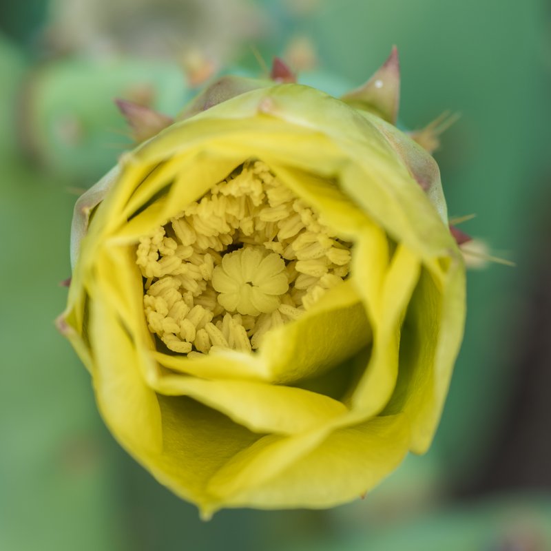 Erect Pricklypear photo 5