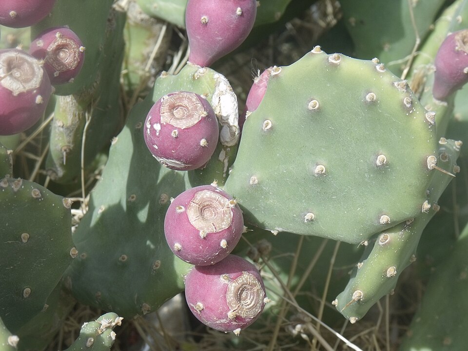Erect Pricklypear photo 6