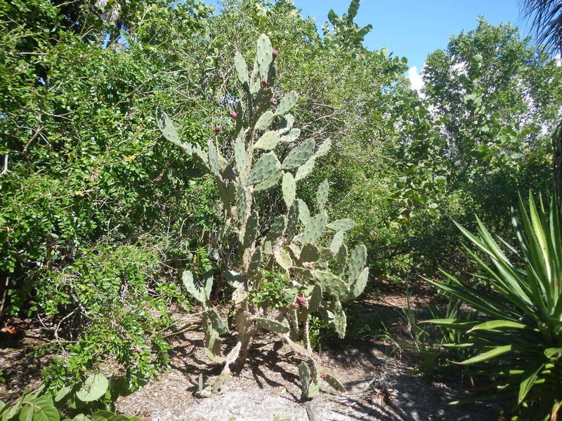 Erect Pricklypear photo 6