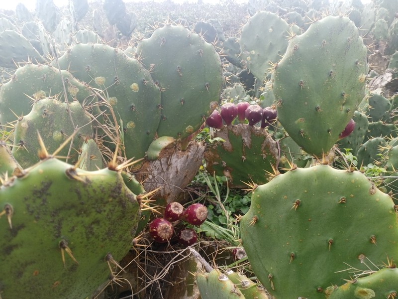 Bell-Flower Pricklypear photo 7