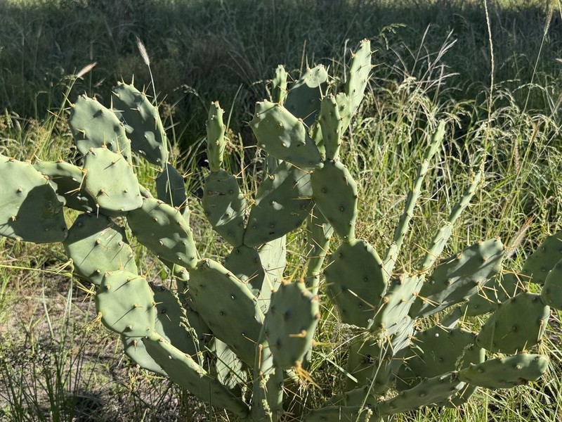 Bell-Flower Pricklypear photo 8