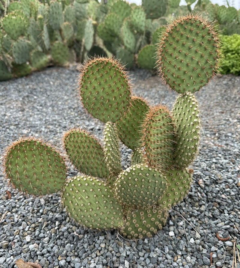 Marblefruit Pricklypear