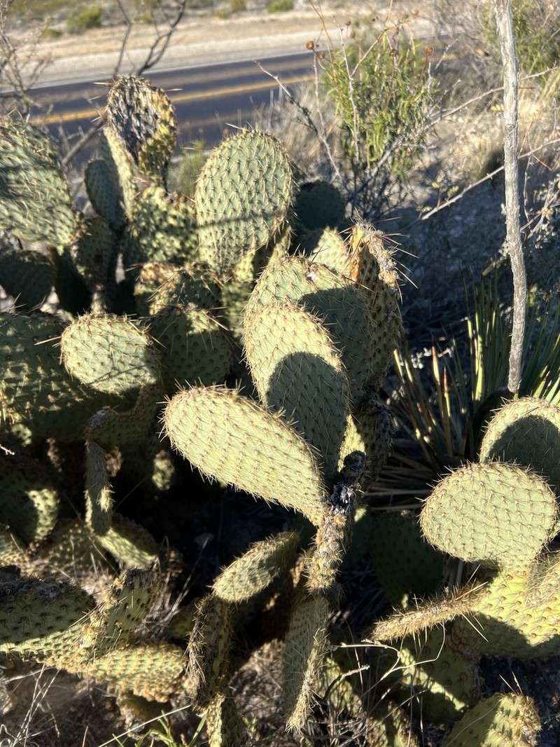 Marblefruit Pricklypear