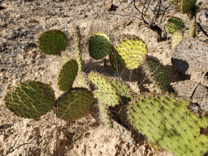 Marblefruit Pricklypear photo 2