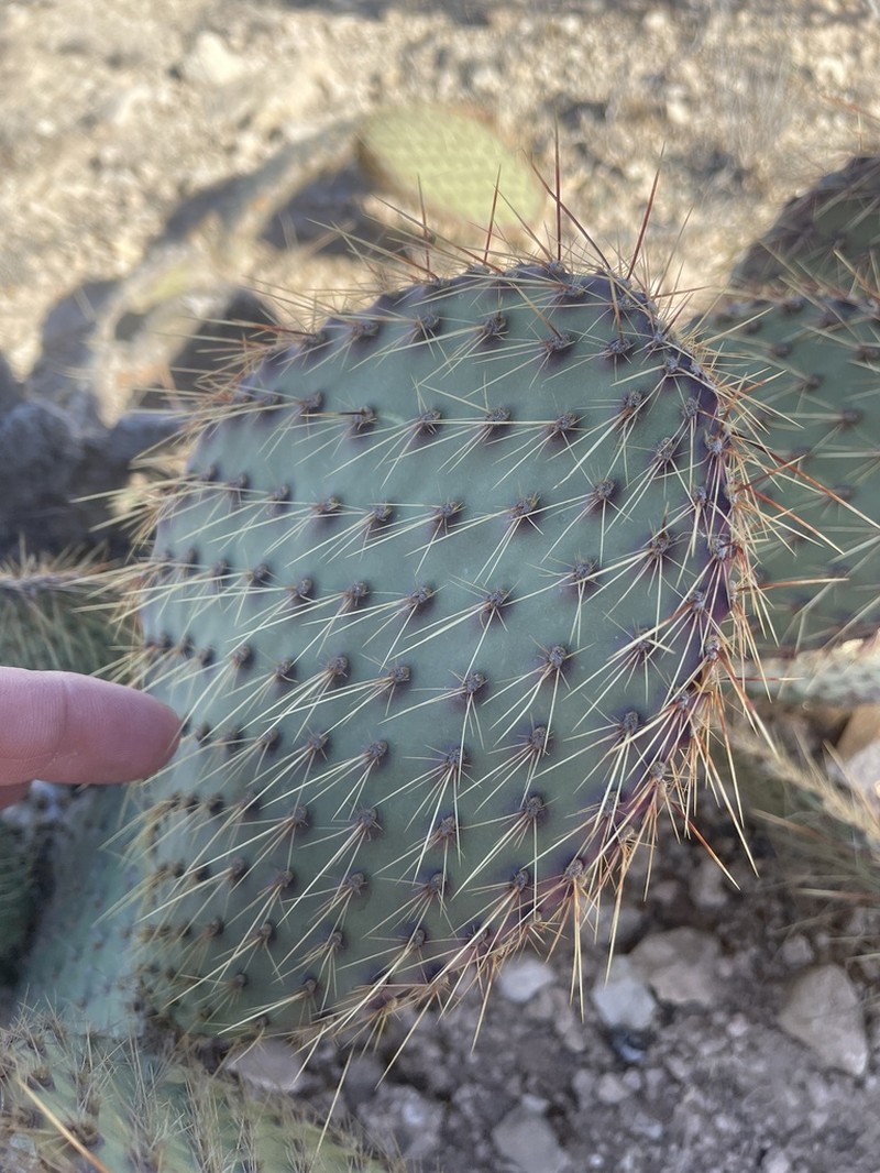 Marblefruit Pricklypear photo 3