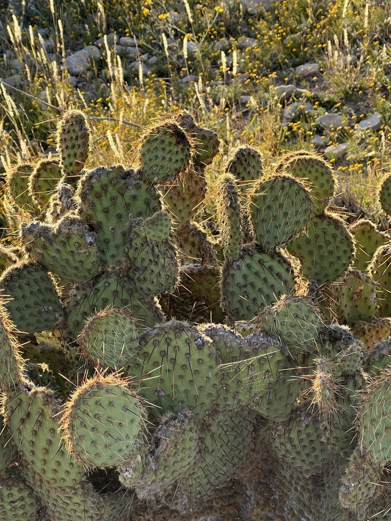 Marblefruit Pricklypear photo 4