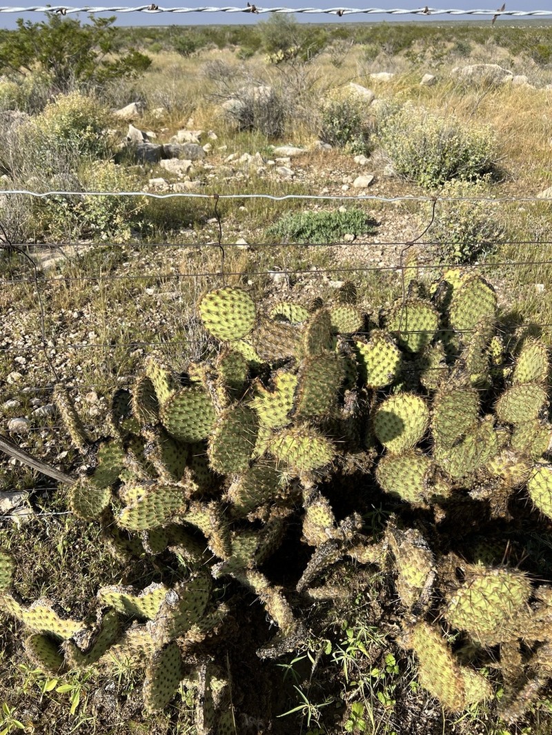 Marblefruit Pricklypear photo 5