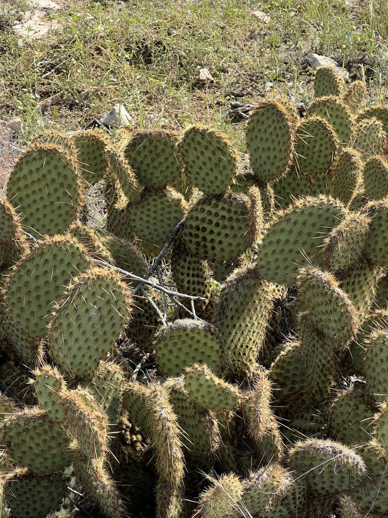 Marblefruit Pricklypear photo 6