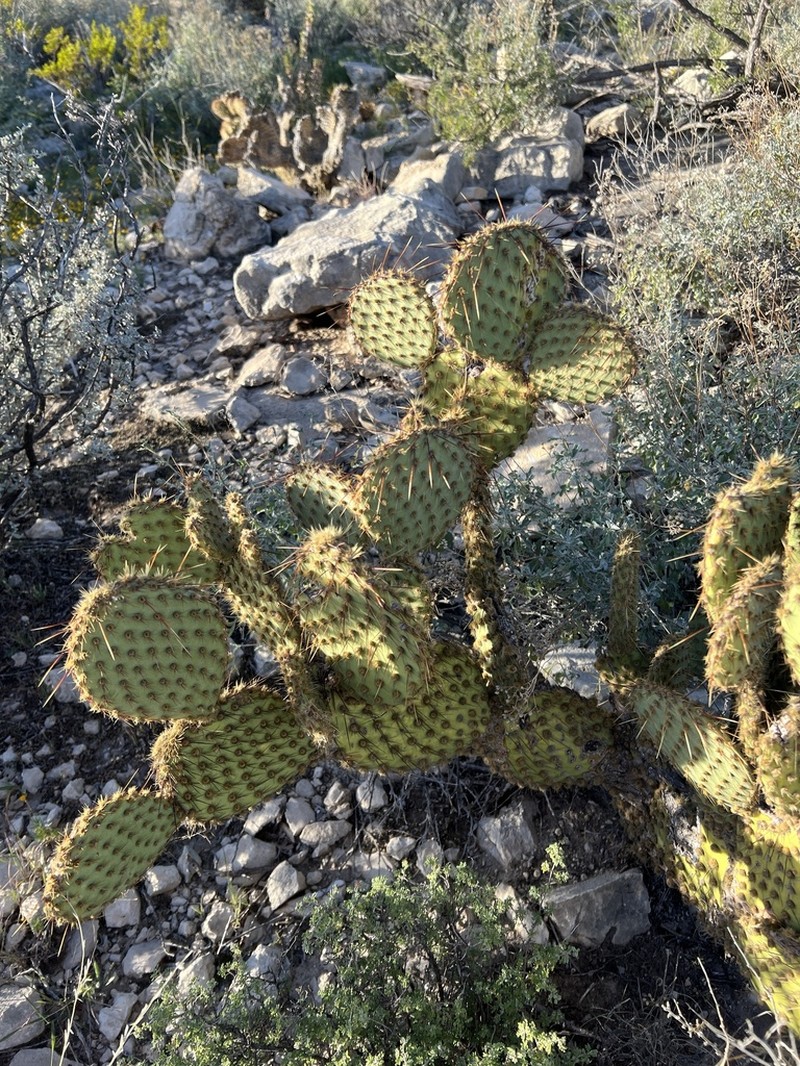 Marblefruit Pricklypear photo 7