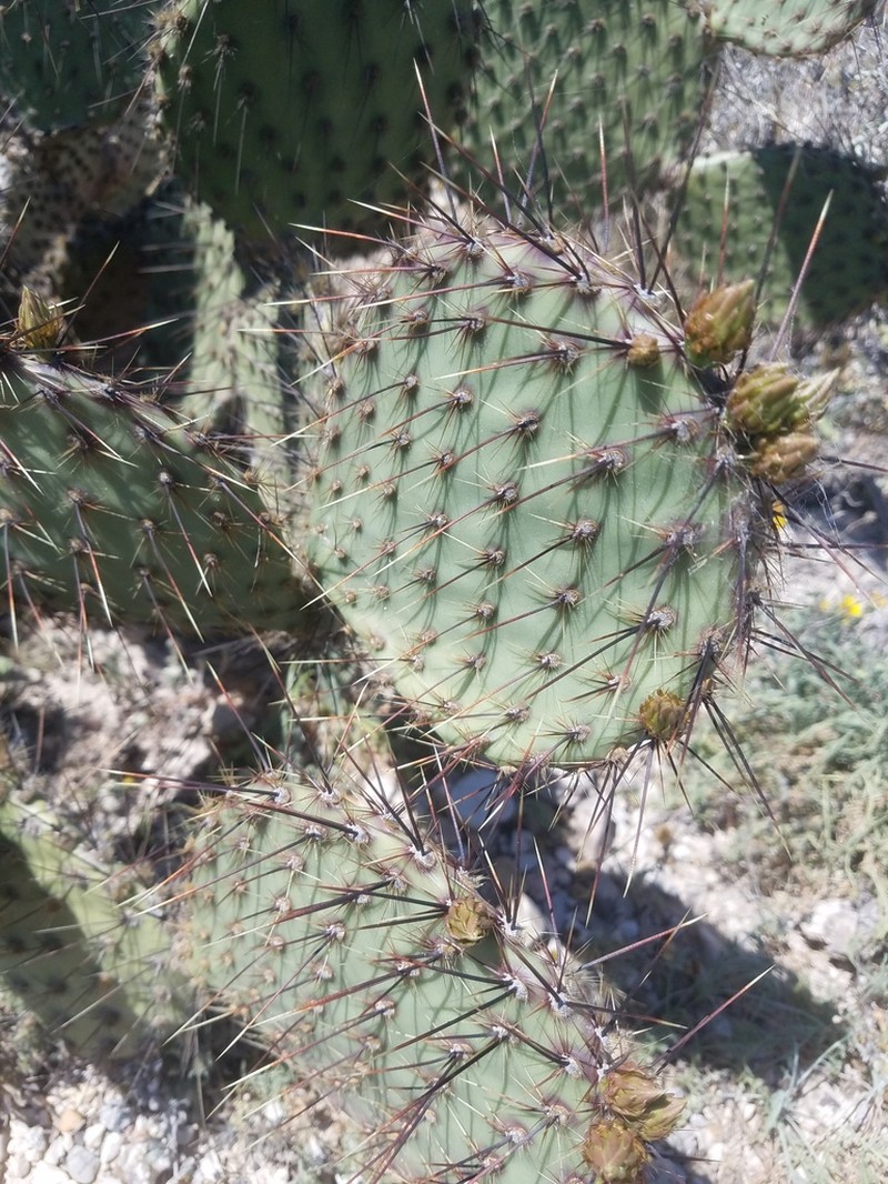 Marblefruit Pricklypear photo 8