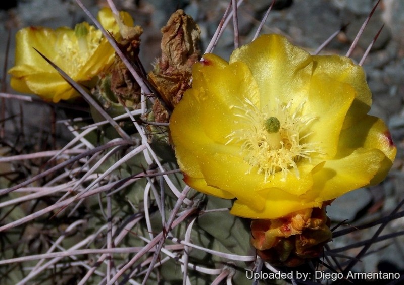 Opuntia sulphurea