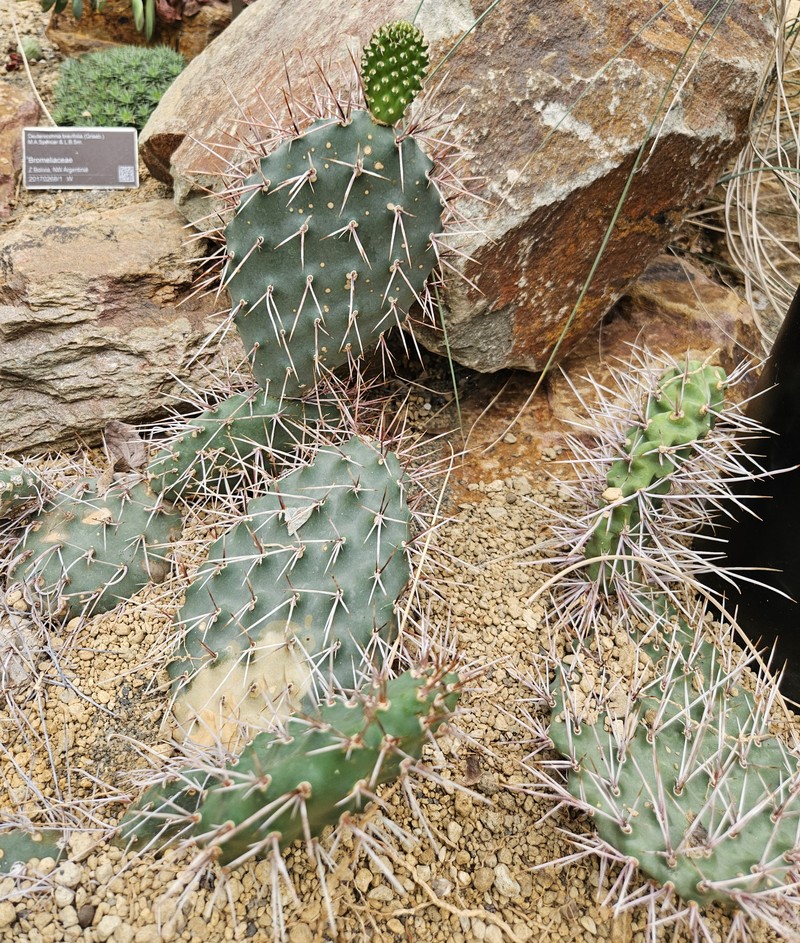 Opuntia sulphurea photo 2