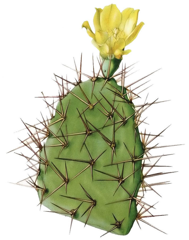 Opuntia sulphurea photo 3