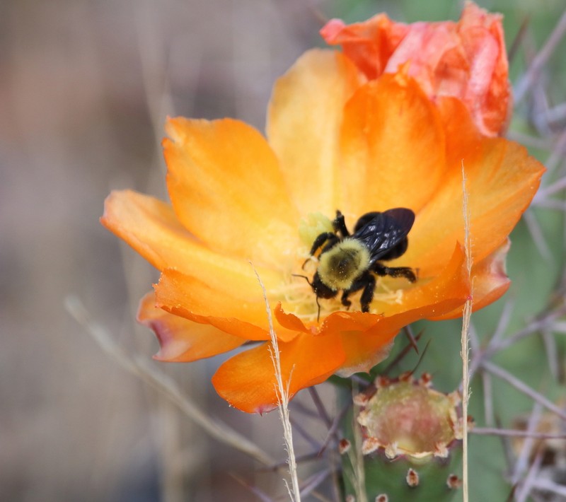 Opuntia sulphurea photo 4