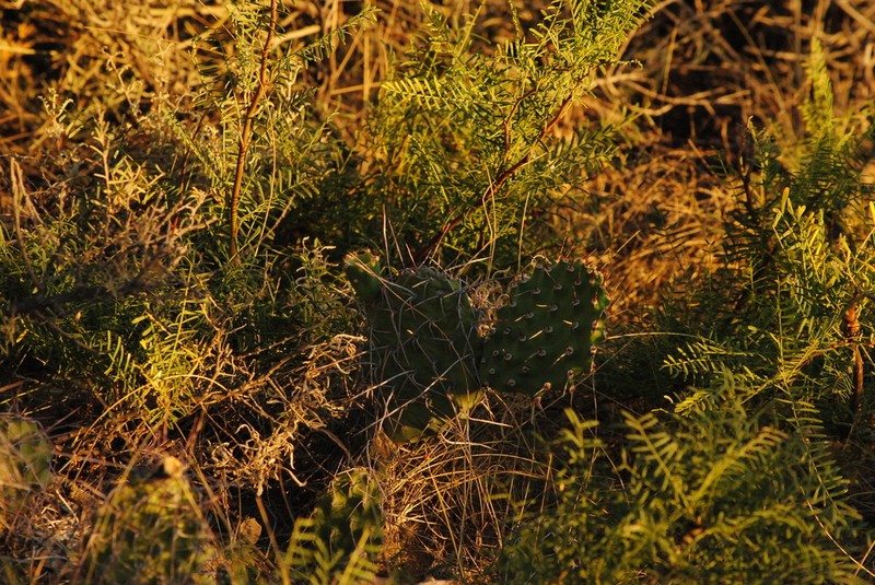 Opuntia sulphurea photo 5
