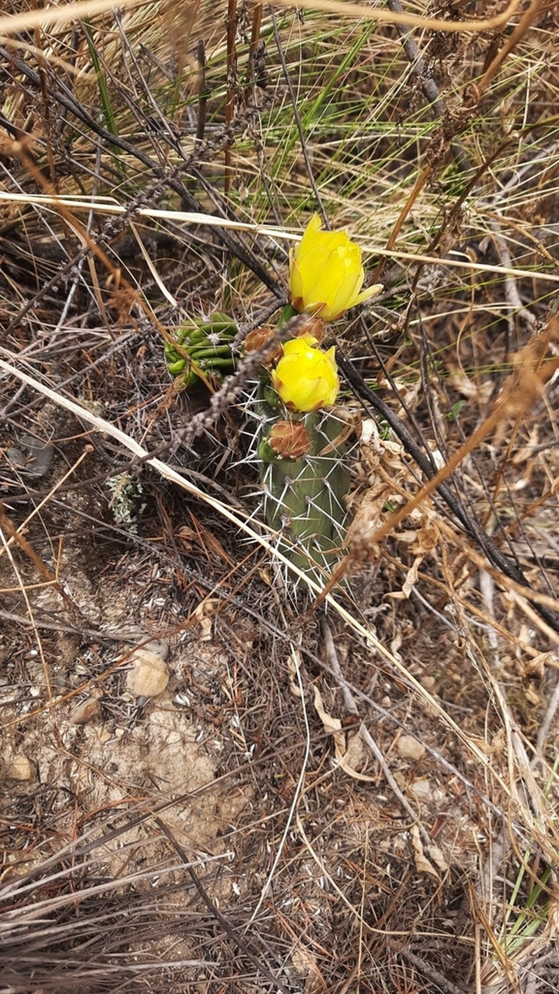 Opuntia sulphurea photo 6