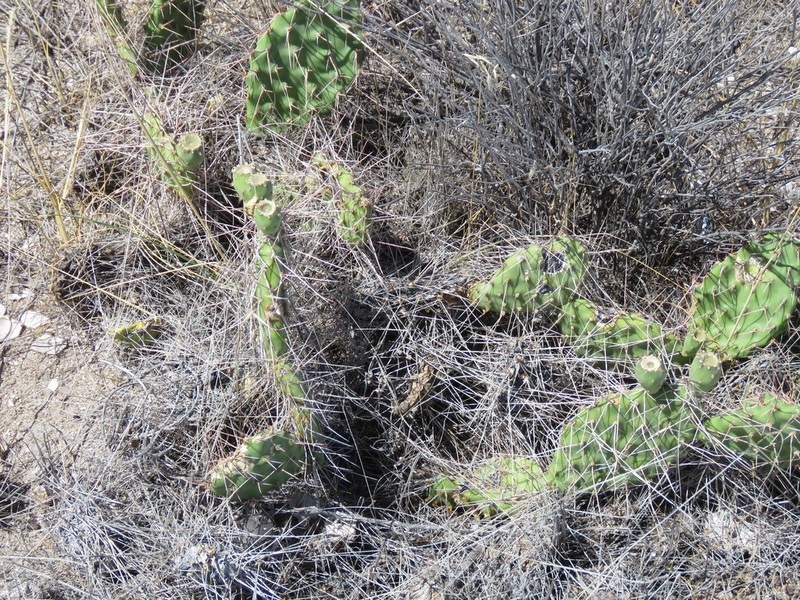 Opuntia sulphurea photo 7