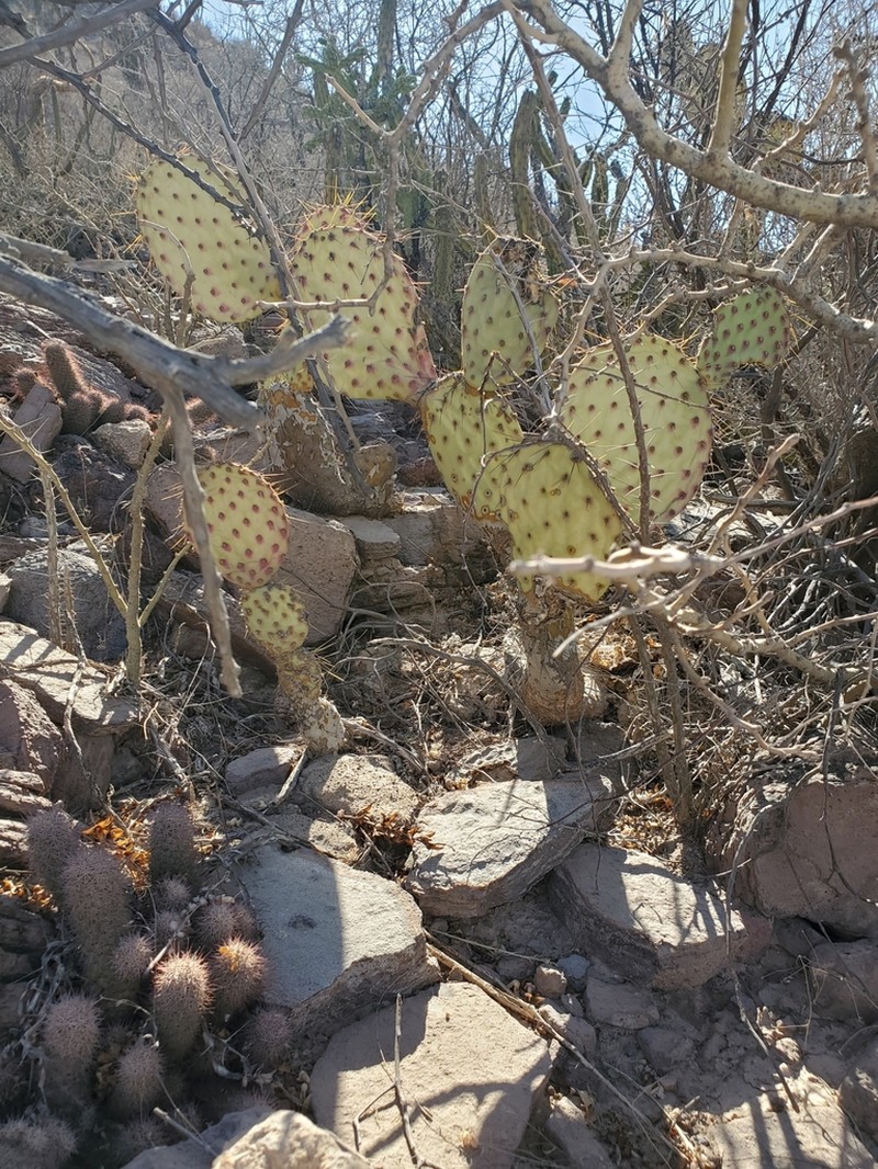 Opuntia tapona