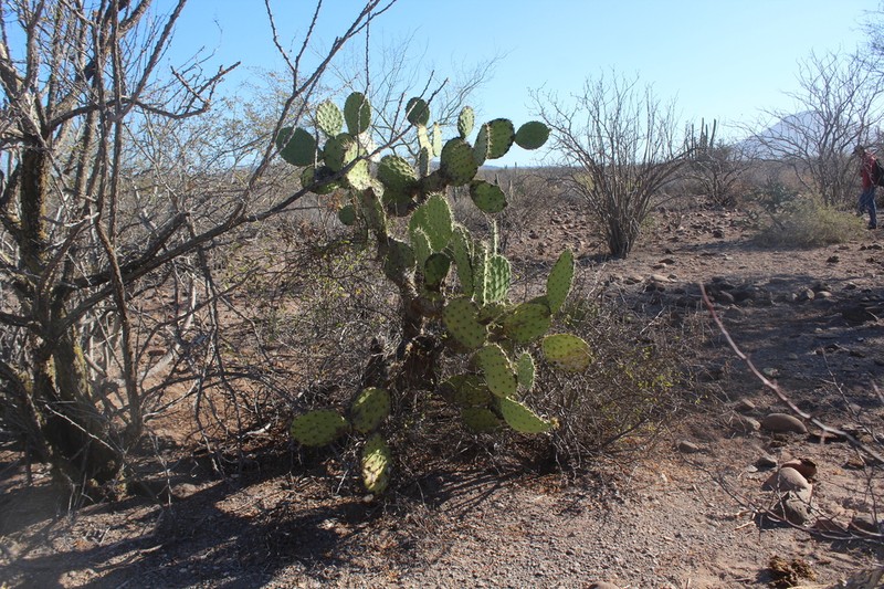 Opuntia tapona photo 2