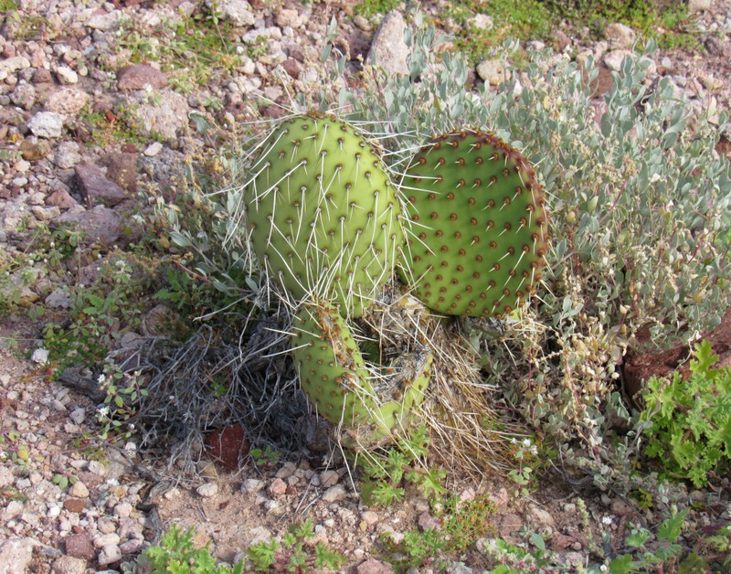 Opuntia tapona photo 3
