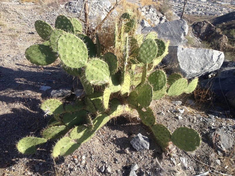 Opuntia tapona photo 4