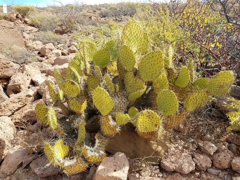 Opuntia tapona photo 5