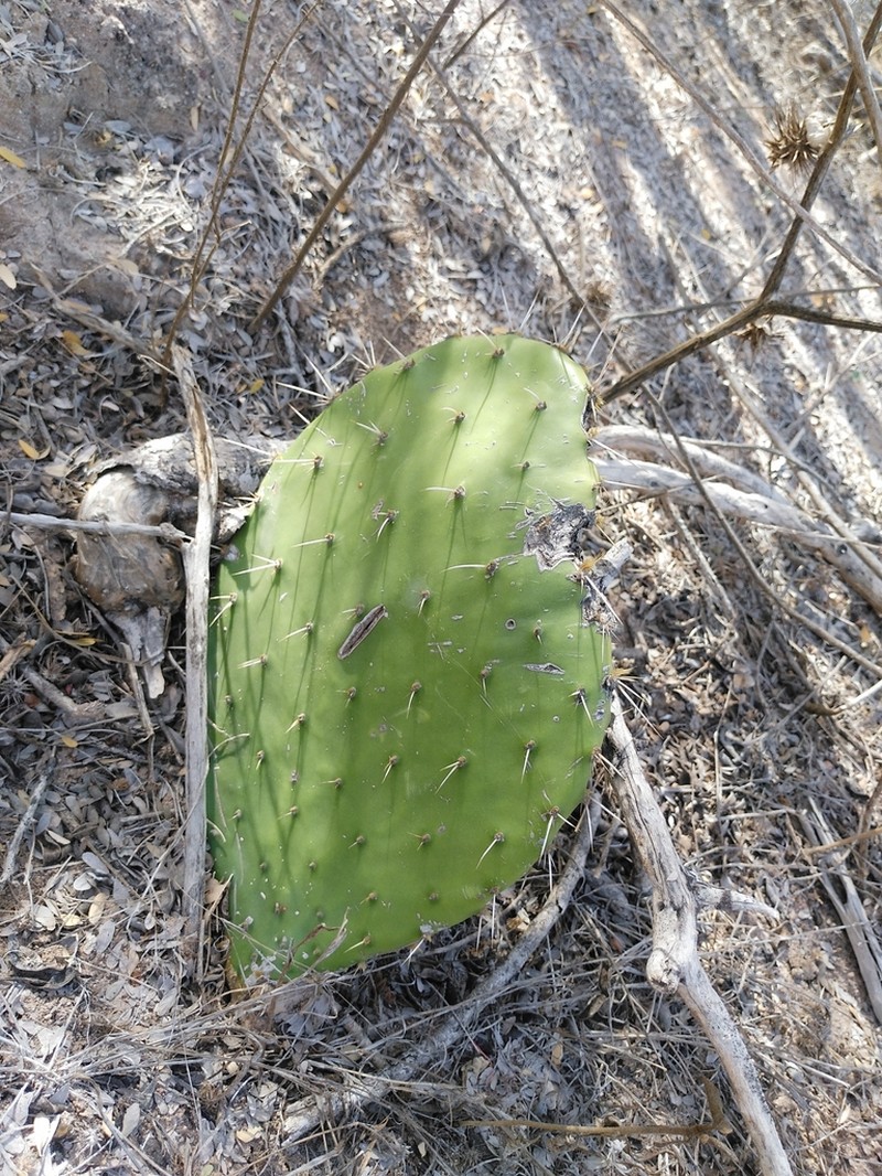 Opuntia tapona photo 6