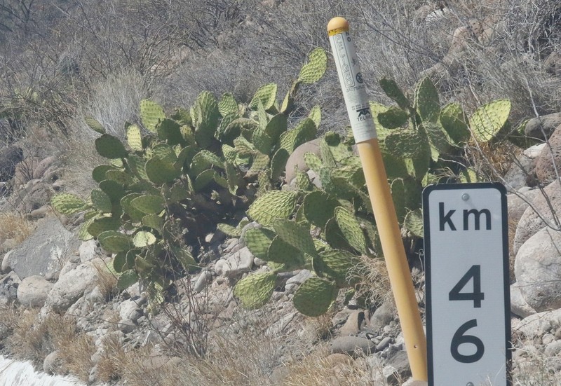 Opuntia tapona photo 7