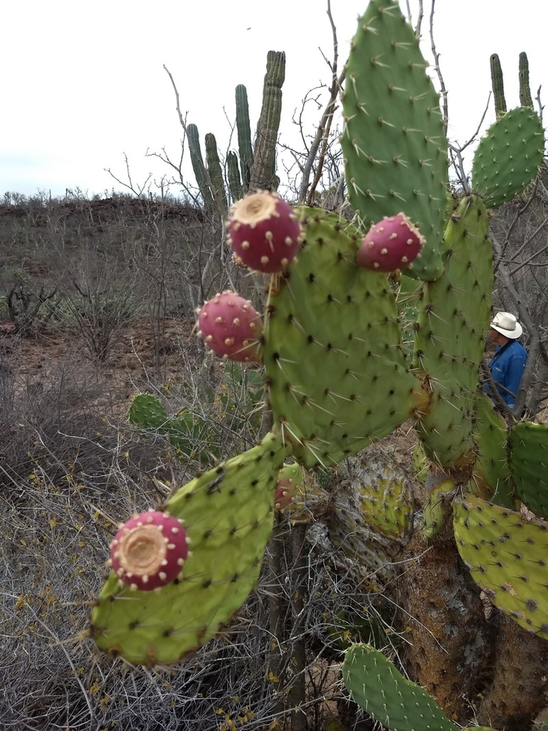Opuntia tapona photo 8